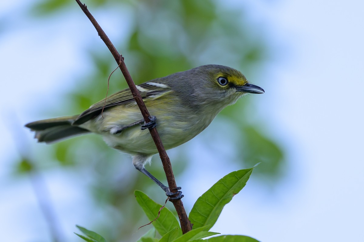 Ak Gözlü Vireo - ML646089227