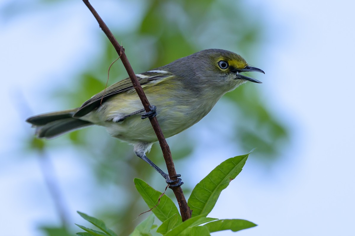 Ak Gözlü Vireo - ML646089228
