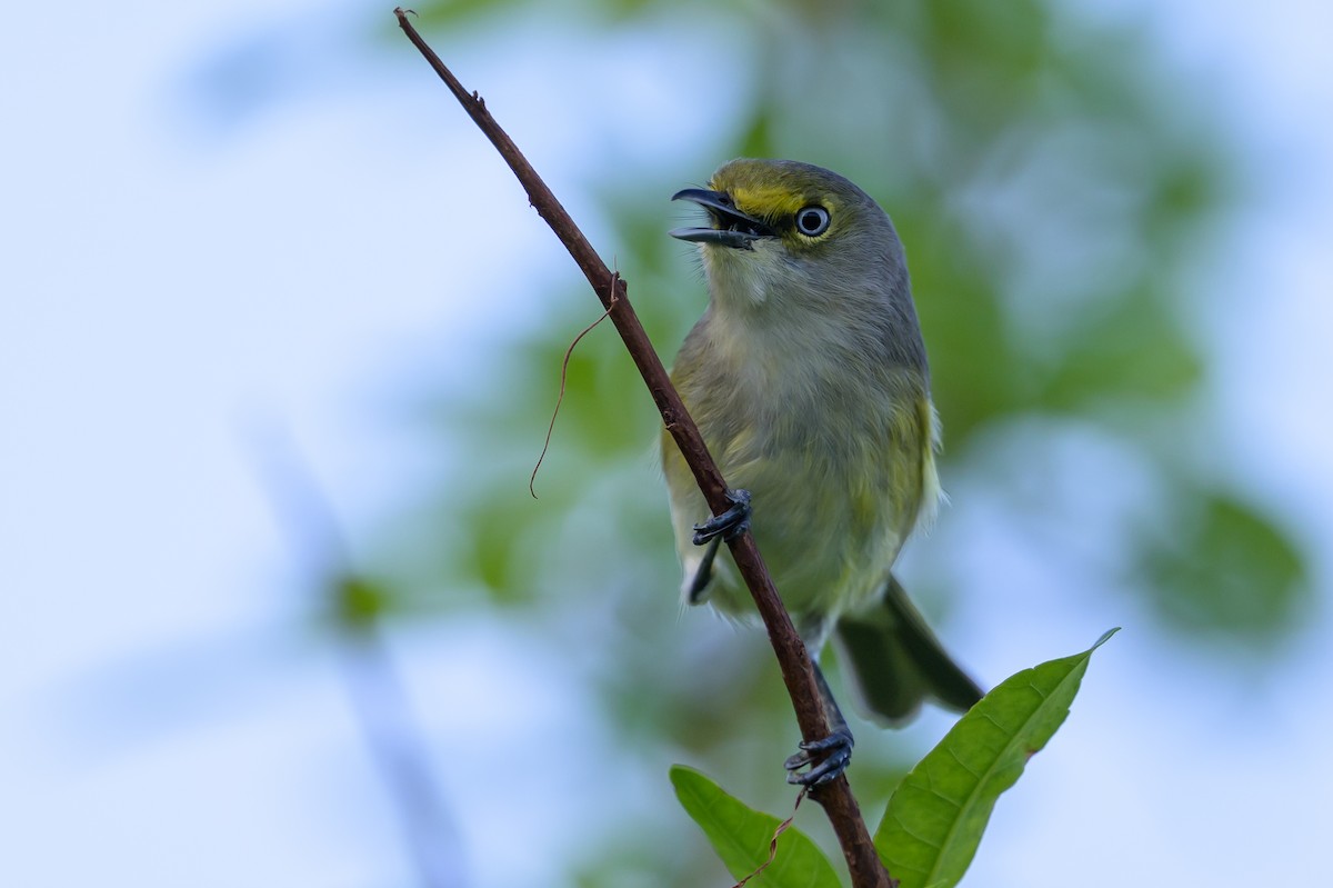 Ak Gözlü Vireo - ML646089229