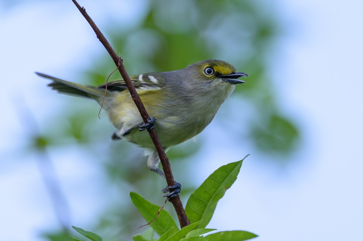 Ak Gözlü Vireo - ML646089230