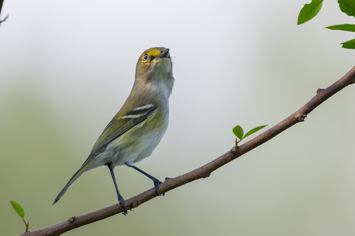 Ak Gözlü Vireo - ML646089231