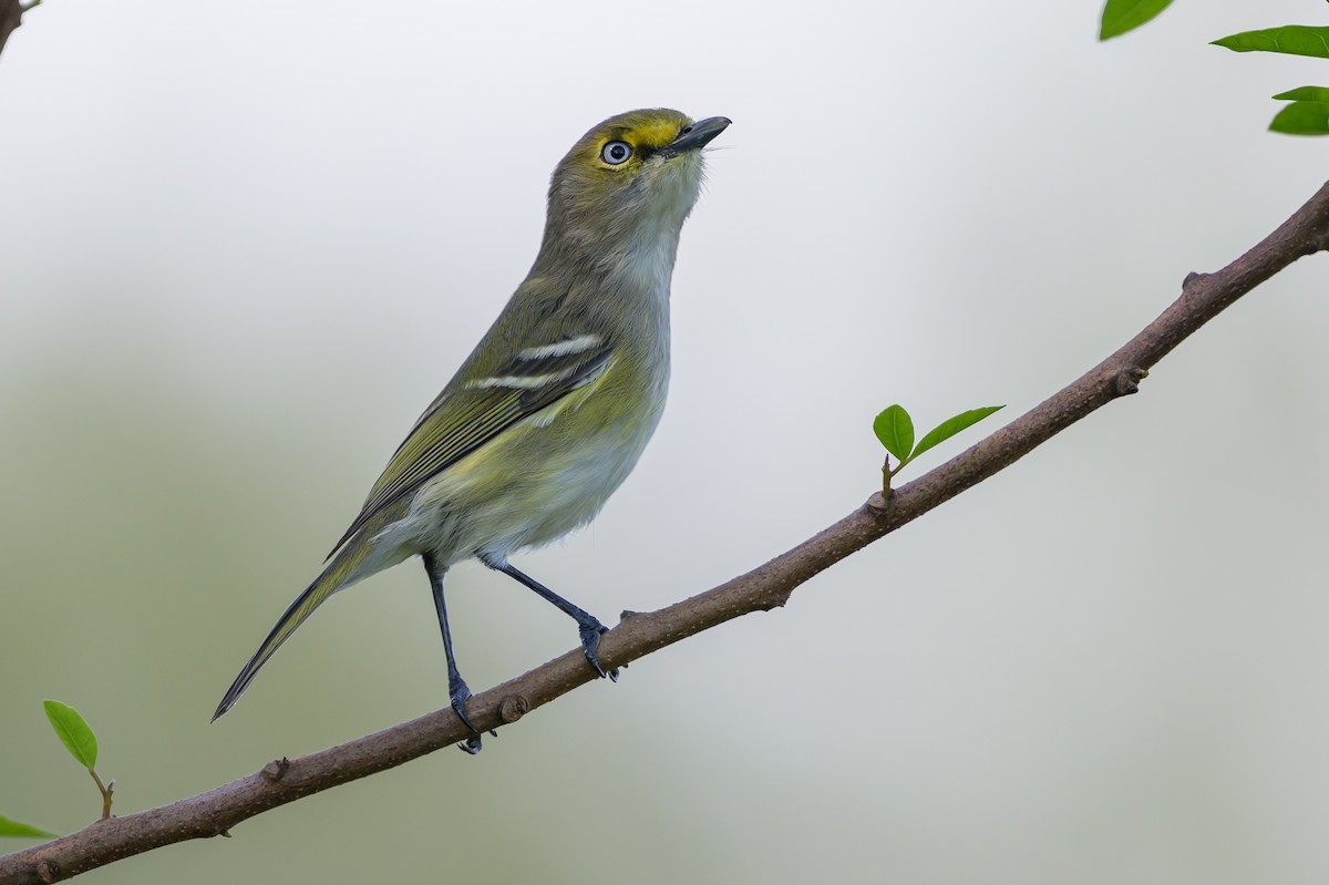 Ak Gözlü Vireo - ML646089232