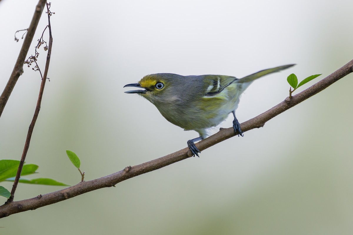 Ak Gözlü Vireo - ML646089233
