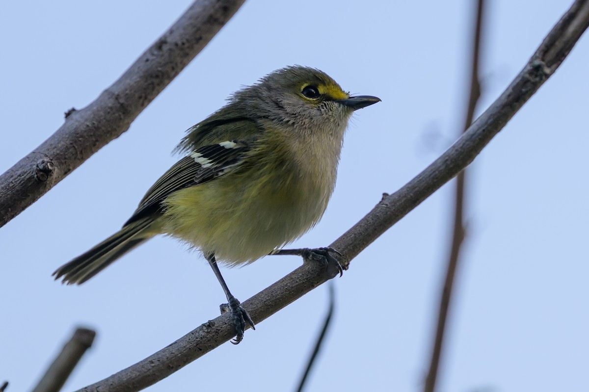 Ak Gözlü Vireo - ML646089234