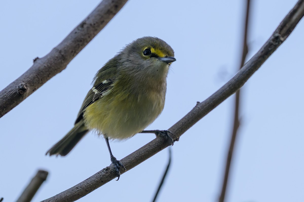 Ak Gözlü Vireo - ML646089235