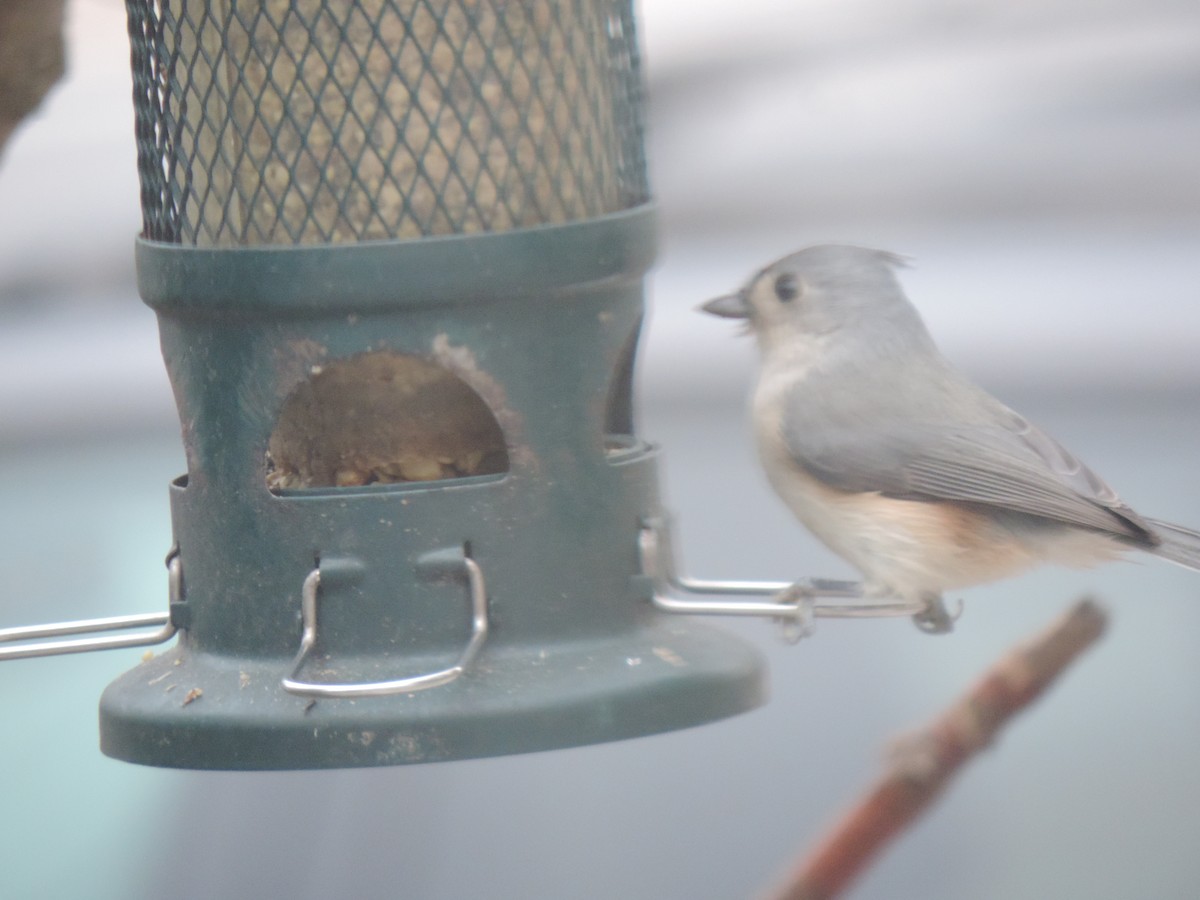 Ak Tepeli Baştankara - ML646089238