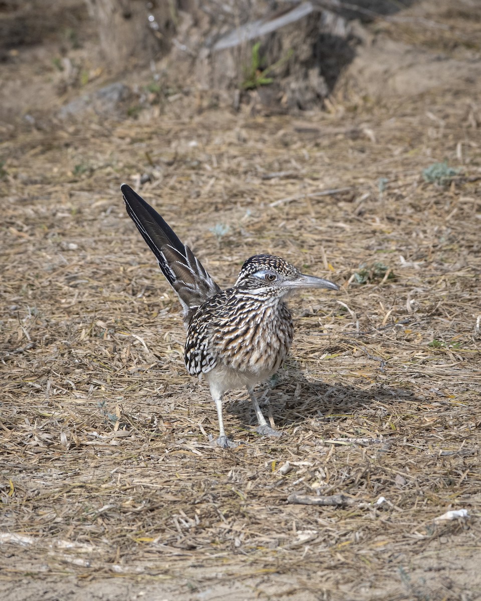 Büyük Yerkoşarı - ML646089239