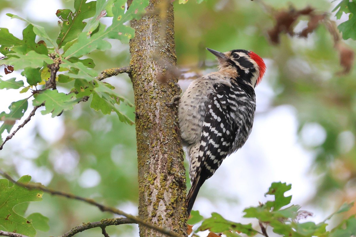 Nuttall Ağaçkakanı - ML646089240