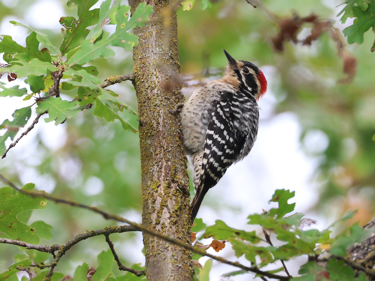 Nuttall Ağaçkakanı - ML646089241