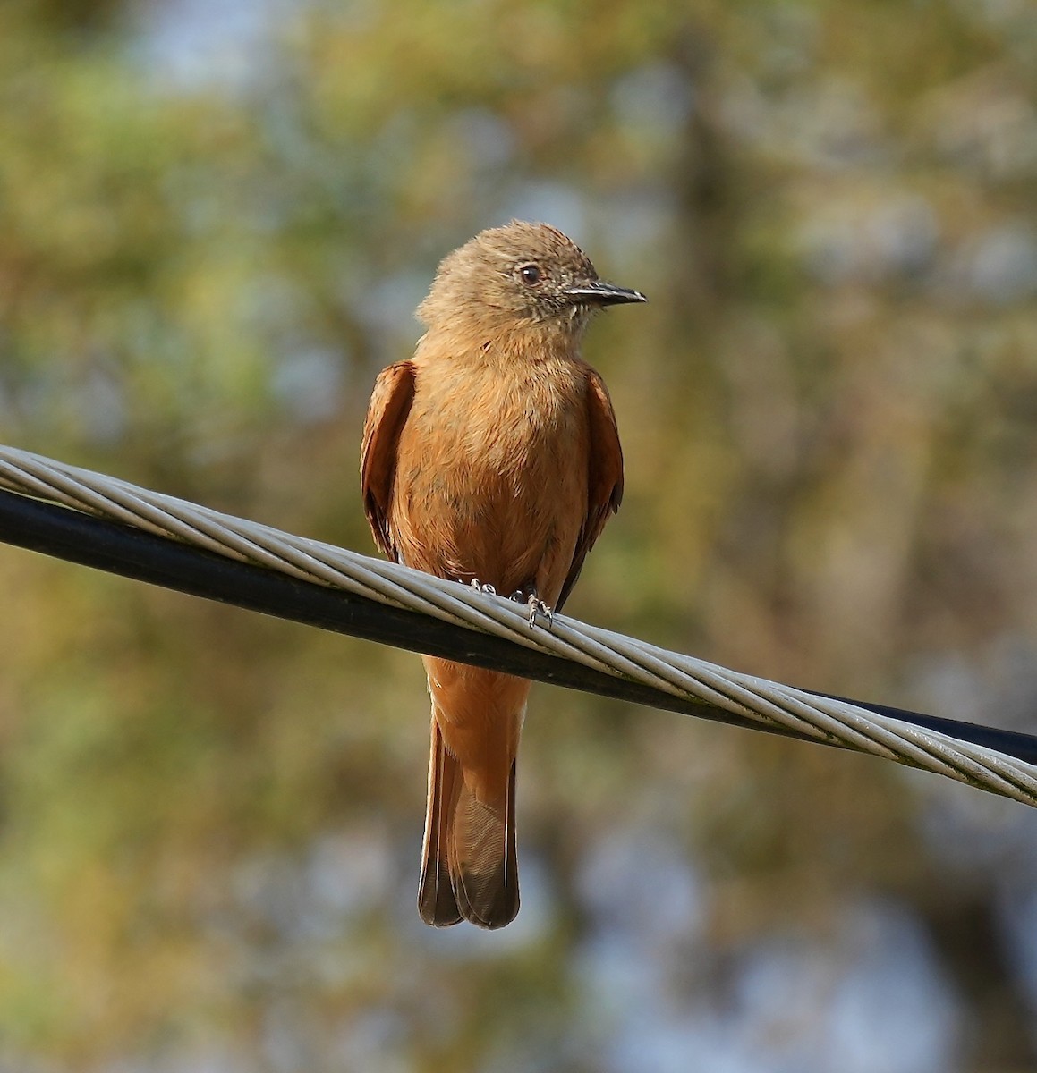 Kaya Sinekkapanı - ML646089242