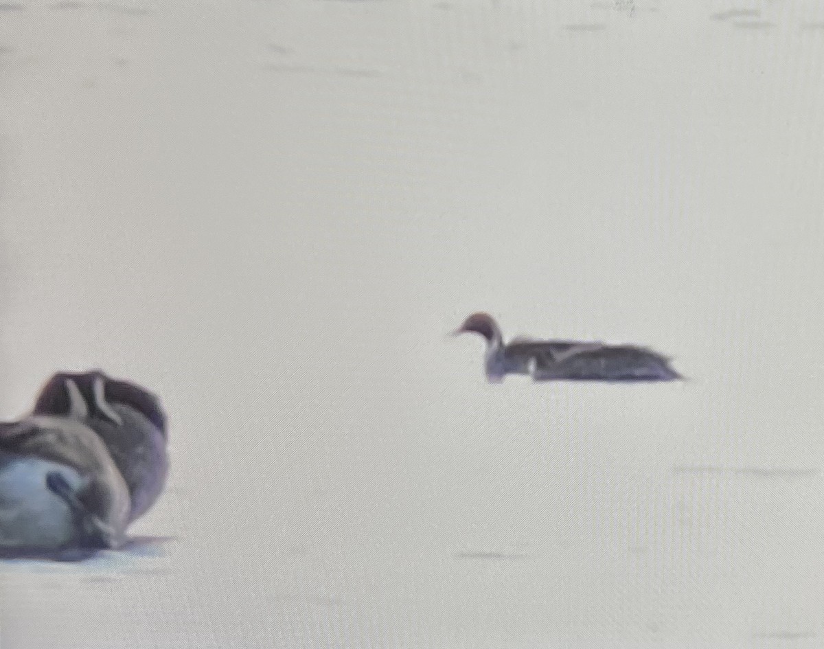 Kılkuyruk - ML646089244