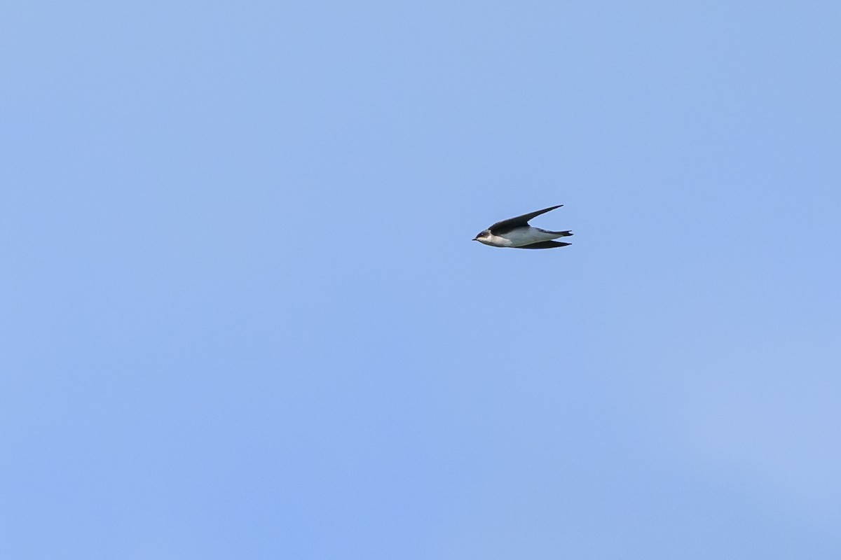 Ağaç Kırlangıcı - ML646089246