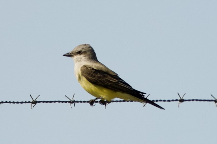 Western Kingbird - ML646089248