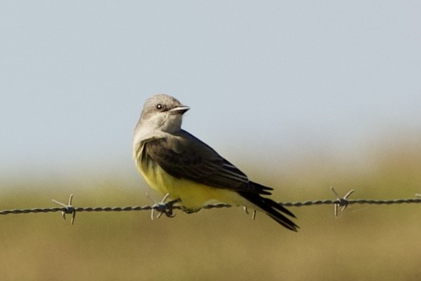 Western Kingbird - ML646089249