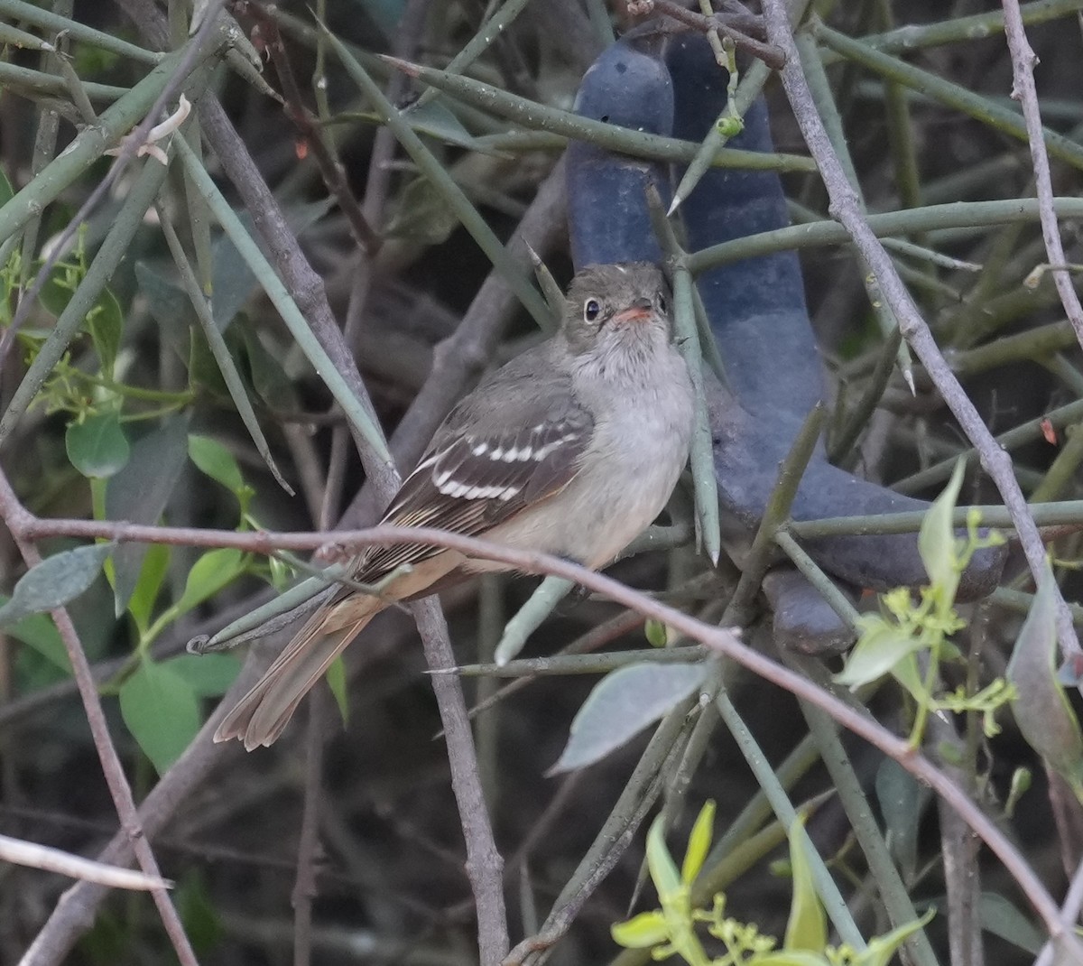 Ak Tepeli Elenya (chilensis) - ML646089260