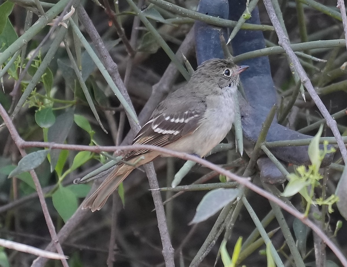 Ak Tepeli Elenya (chilensis) - ML646089261