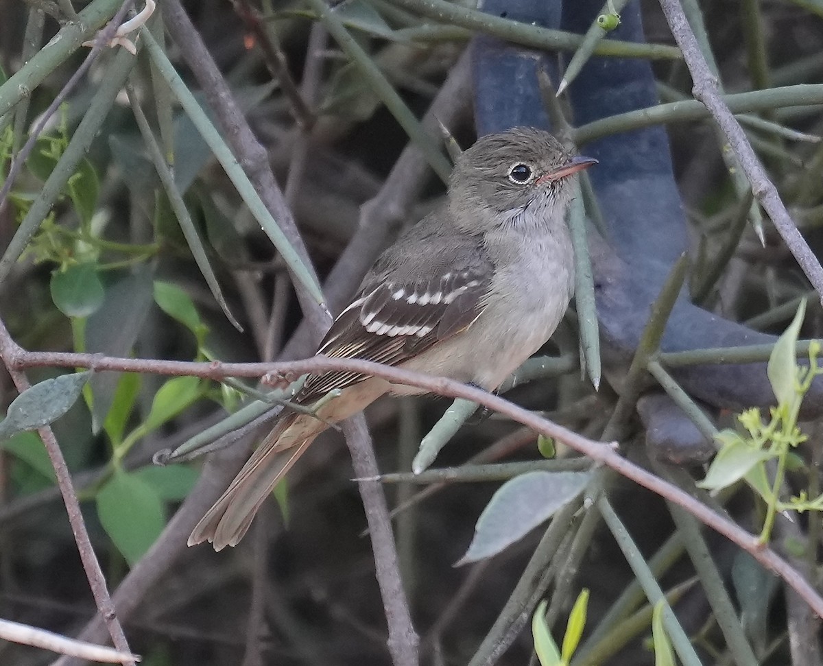 Ak Tepeli Elenya (chilensis) - ML646089262