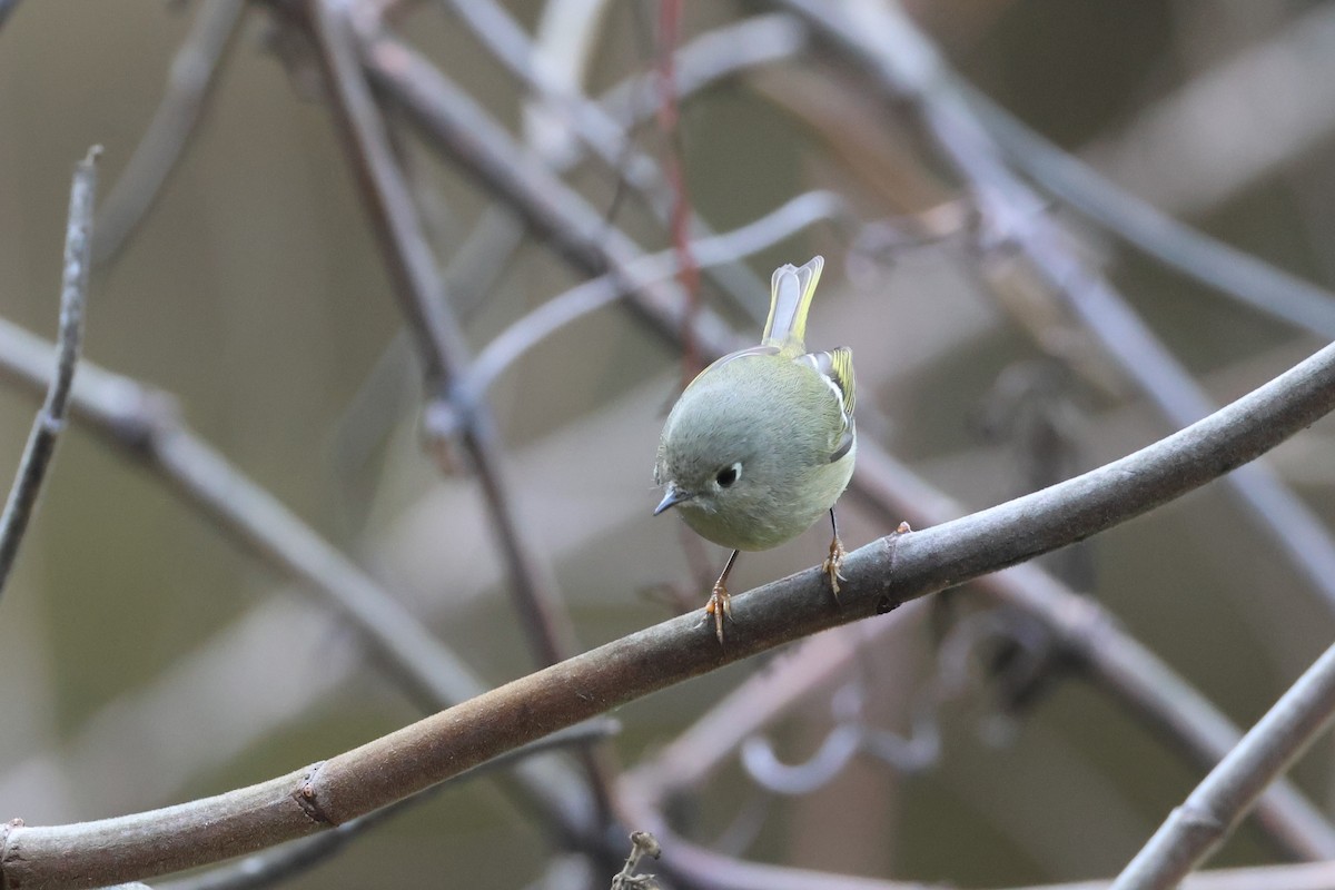 Ruby-crowned Kinglet - ML646089264