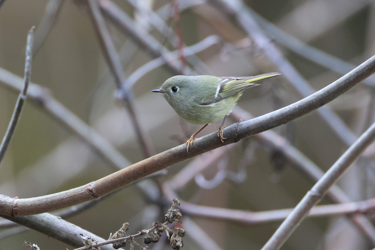 Ruby-crowned Kinglet - ML646089265