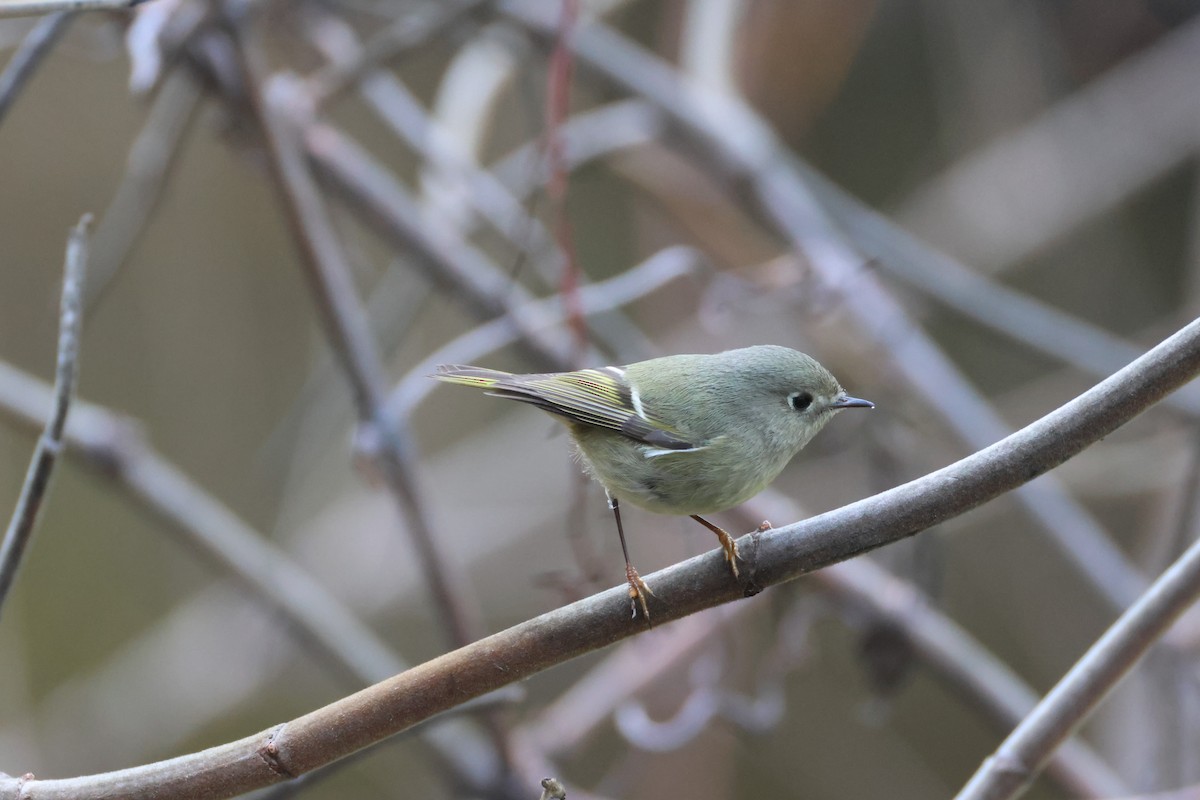 Ruby-crowned Kinglet - ML646089266