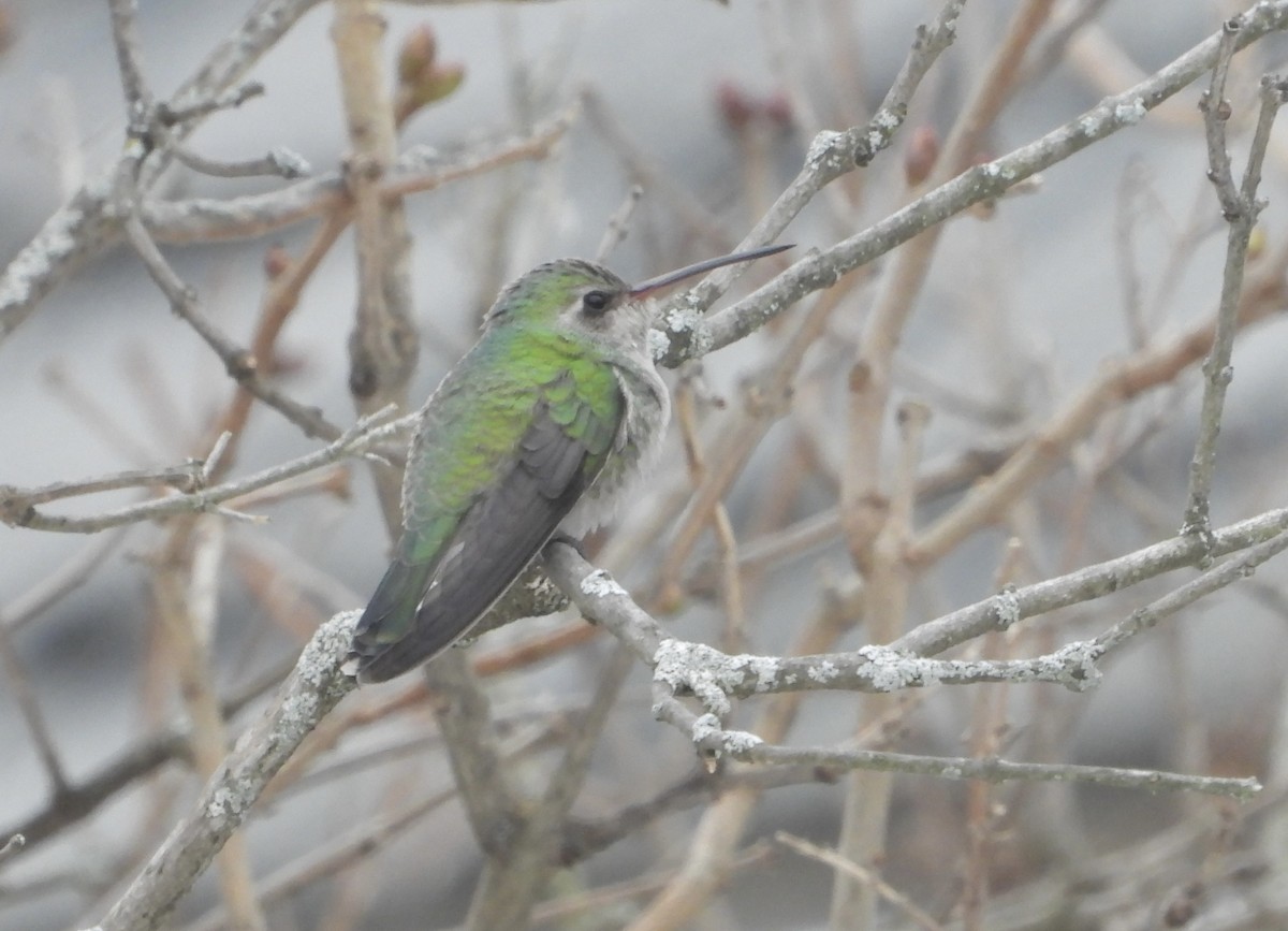 Broad-billed Hummingbird - ML646089267