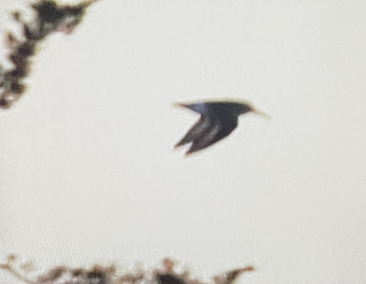 Dunlin - ML646089282