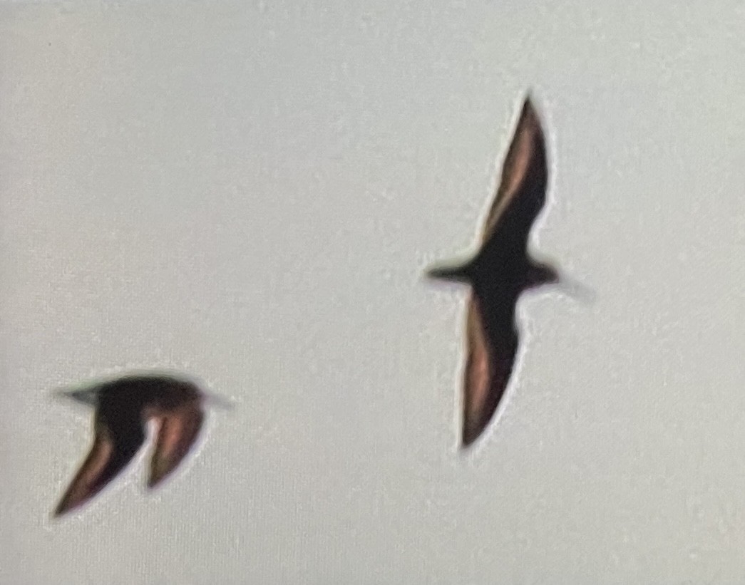 Dunlin - ML646089284