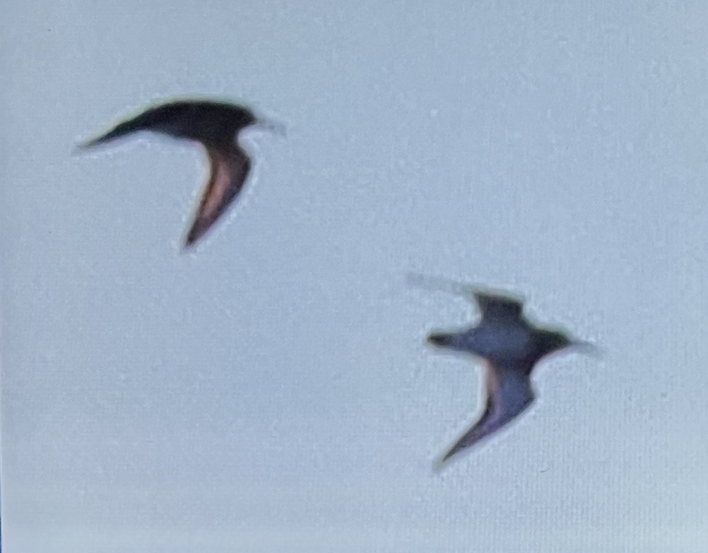 Dunlin - ML646089285