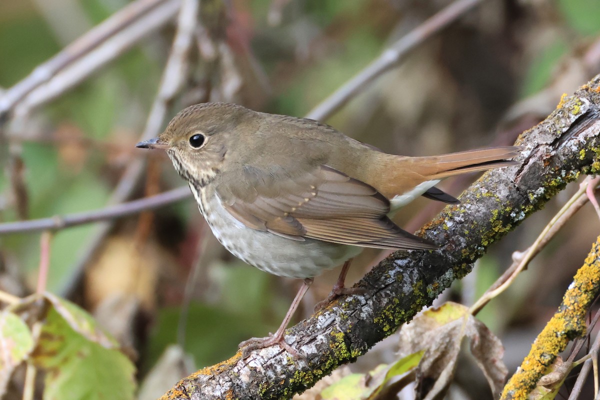 eremittskogtrost - ML646089286