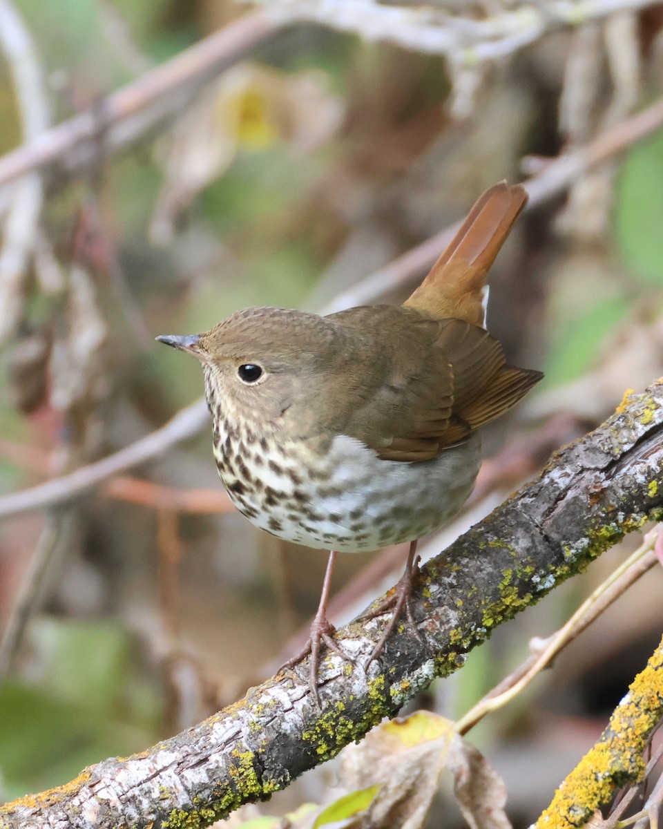 eremittskogtrost - ML646089287