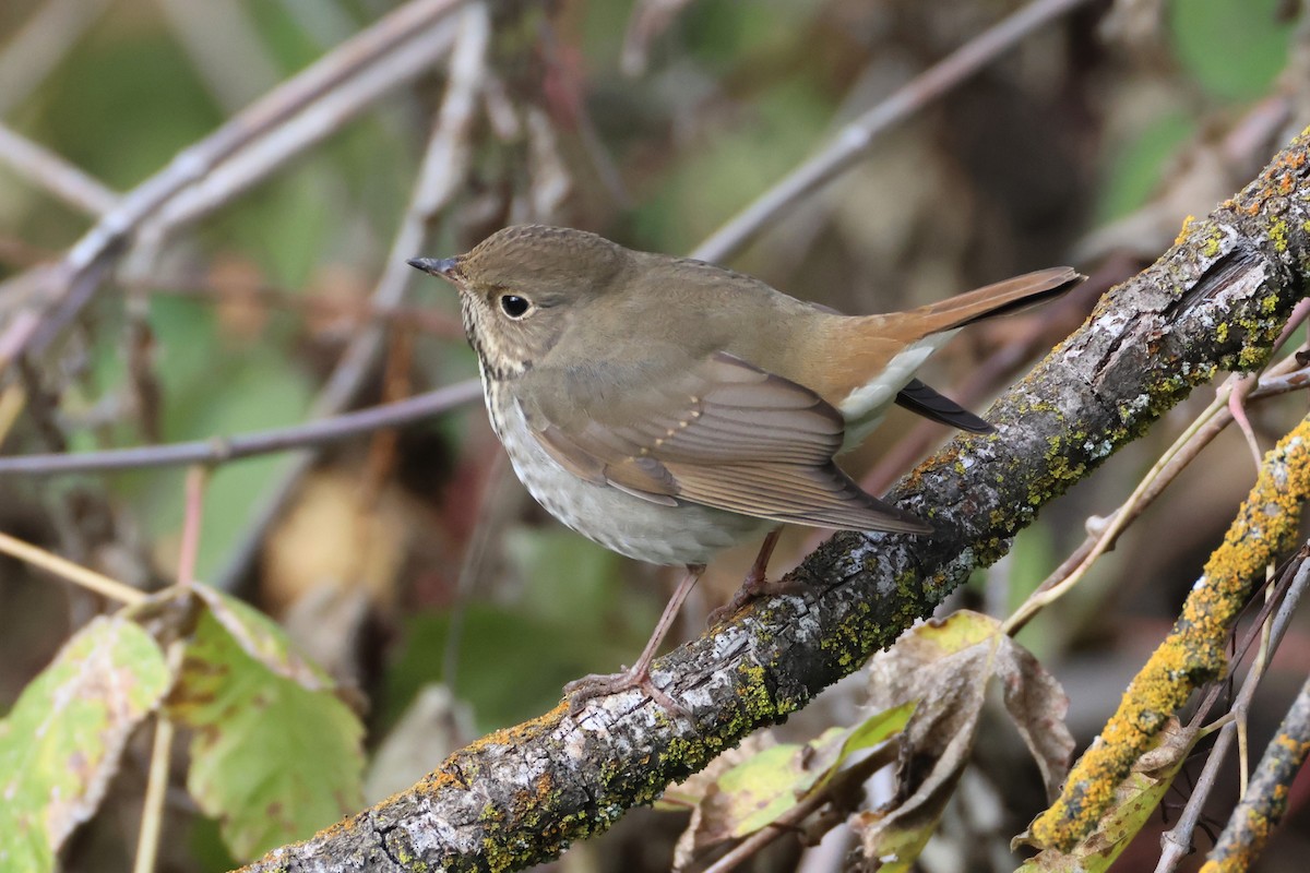 eremittskogtrost - ML646089288