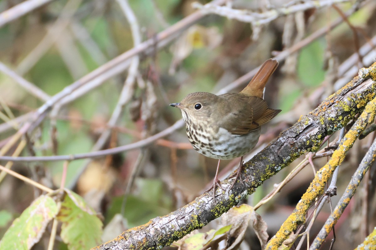 eremittskogtrost - ML646089289