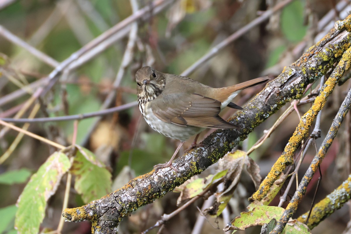 eremittskogtrost - ML646089290