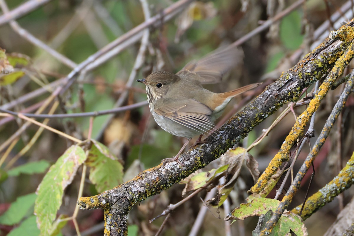 eremittskogtrost - ML646089292