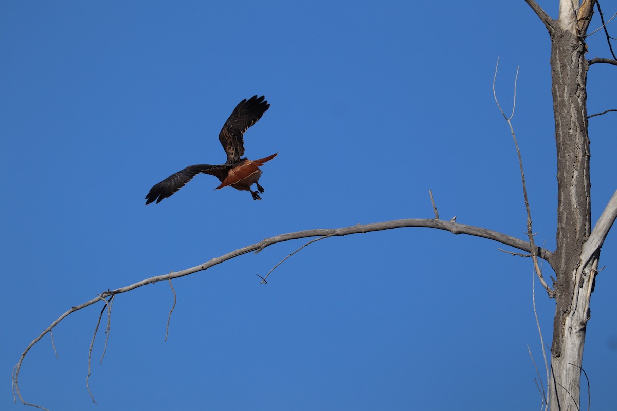 Red-tailed Hawk - ML646089296