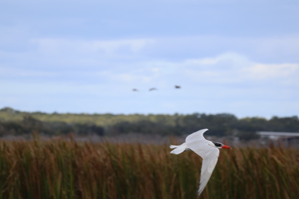 Hazar Sumrusu - ML646089305