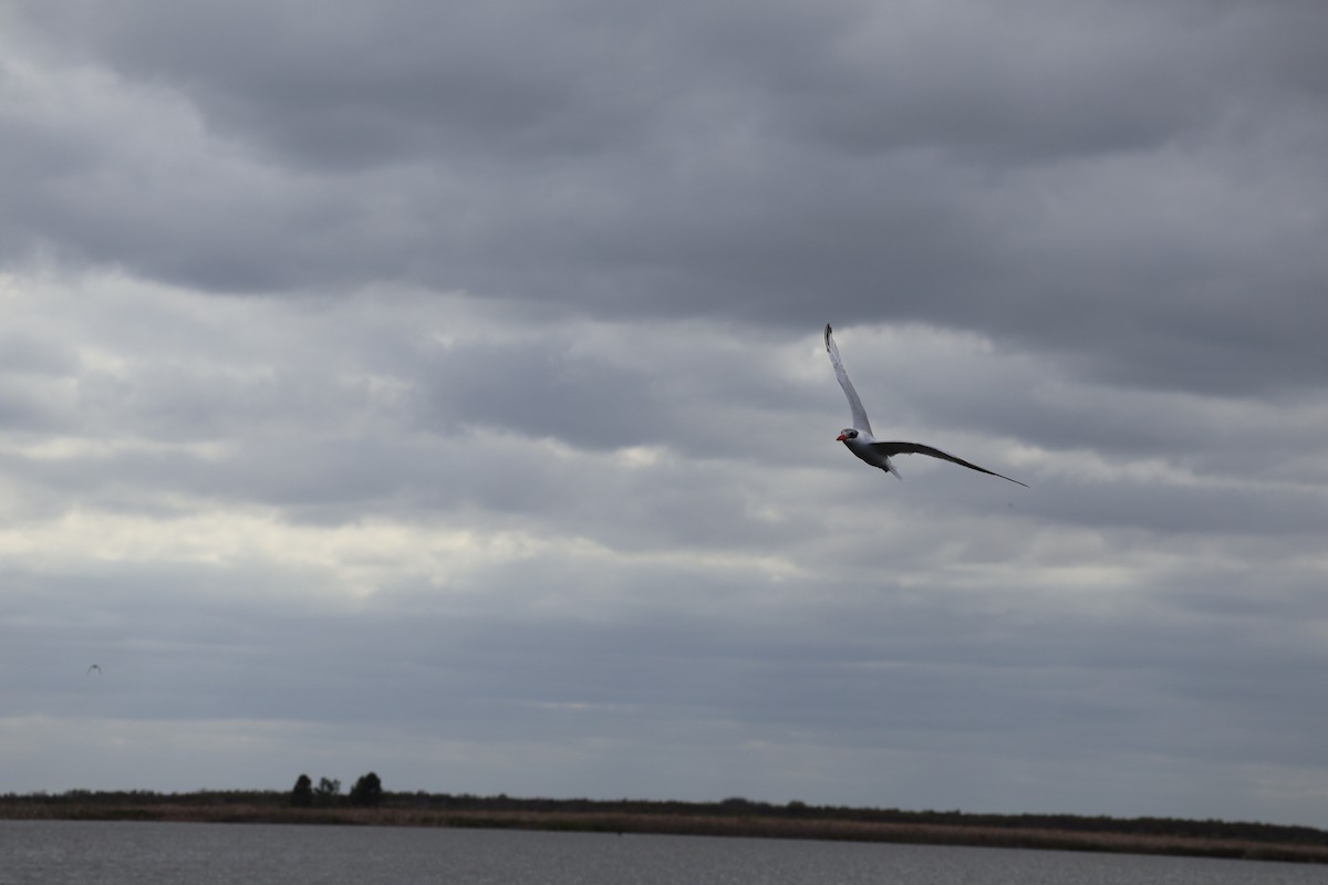 Hazar Sumrusu - ML646089307