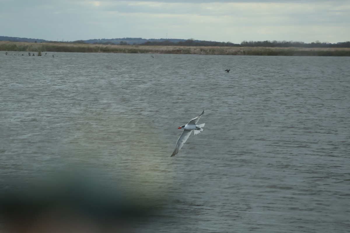 Hazar Sumrusu - ML646089308