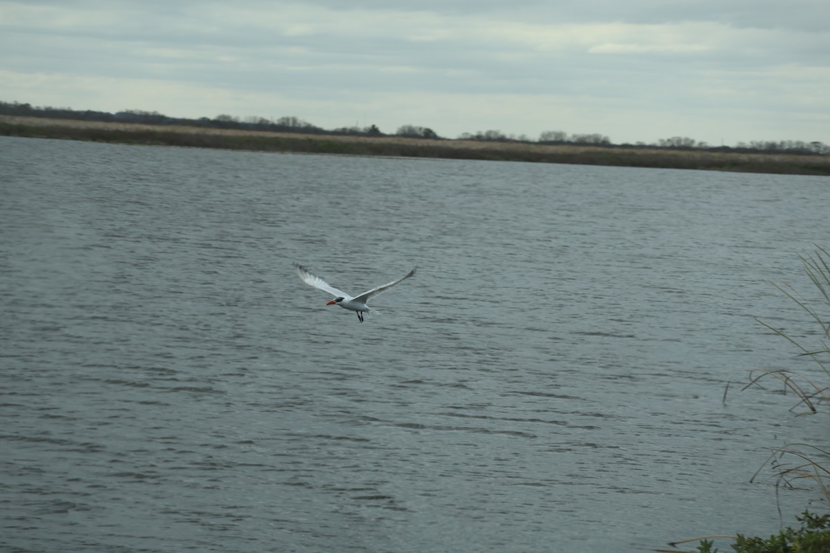 Hazar Sumrusu - ML646089309