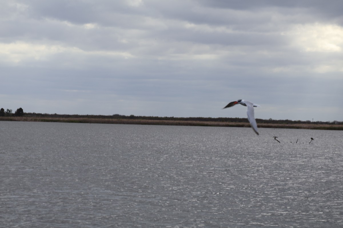 Hazar Sumrusu - ML646089310