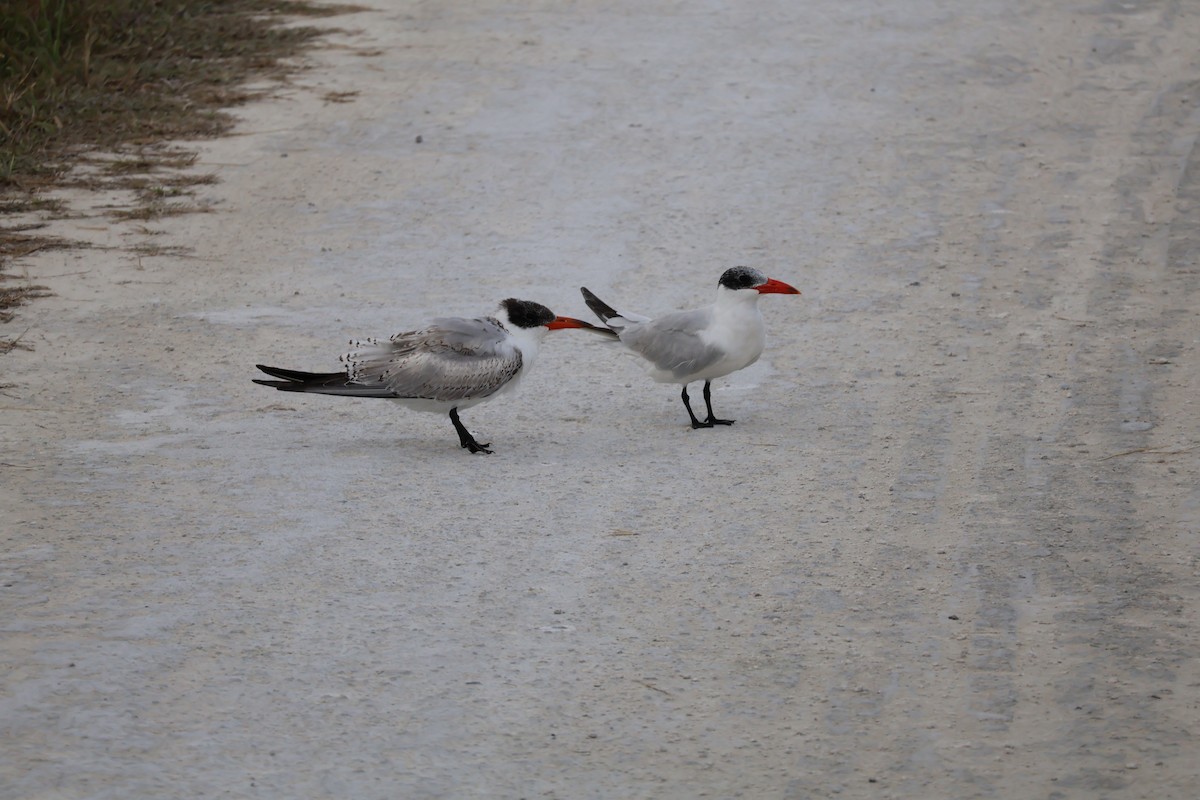 Hazar Sumrusu - ML646089311