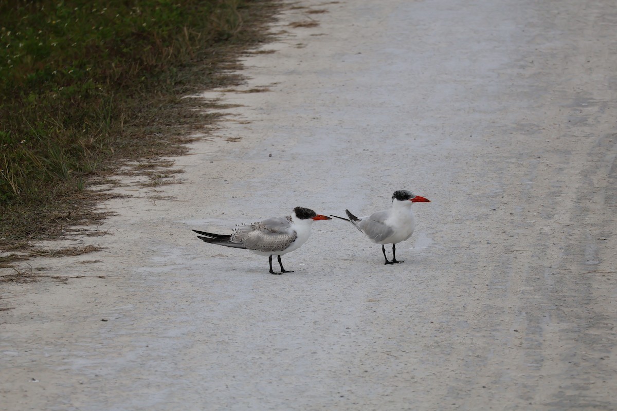 Hazar Sumrusu - ML646089312