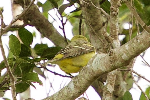 Western Tanager - ML646089315