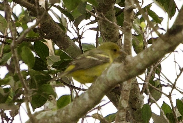 Western Tanager - ML646089316