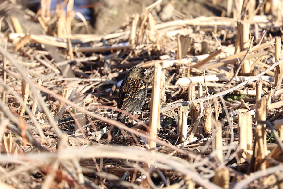 Red-winged Blackbird - ML646089317