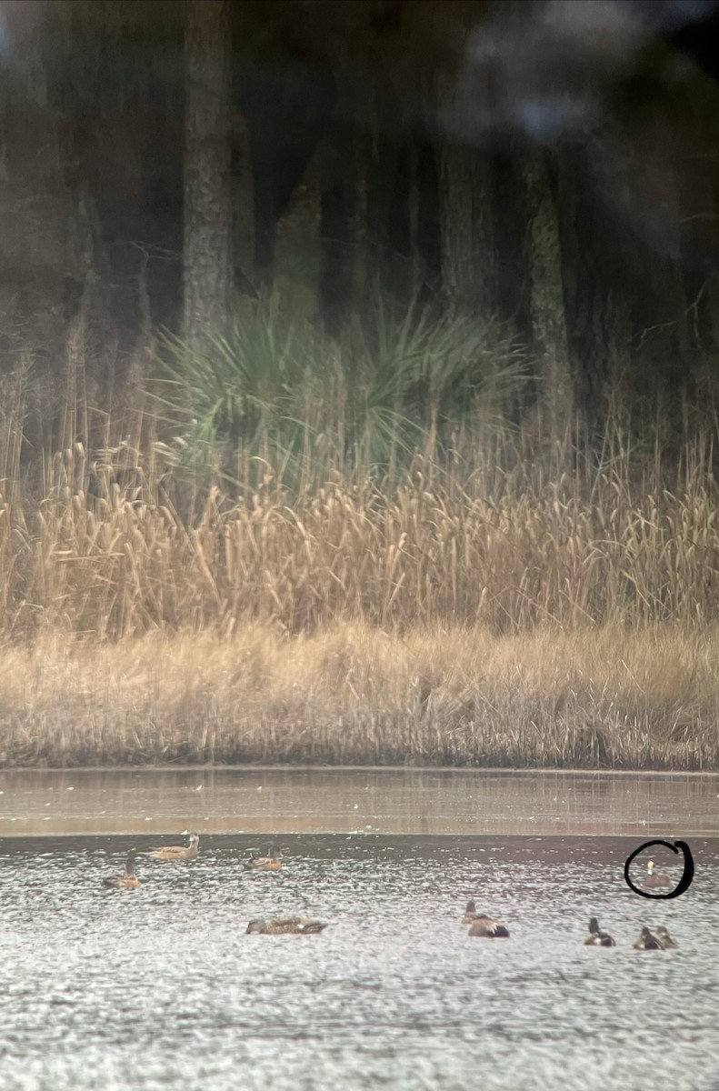 American Wigeon - ML646089326