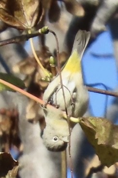 Virginia's Warbler - ML646089335