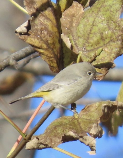 Virginia's Warbler - ML646089336