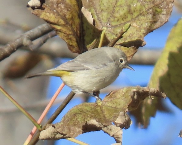 Virginia's Warbler - ML646089337