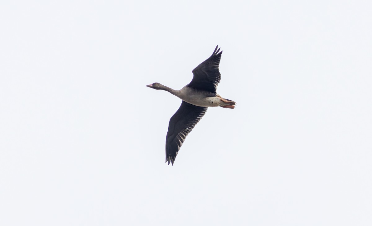 Lesser White-fronted Goose - ML646089339